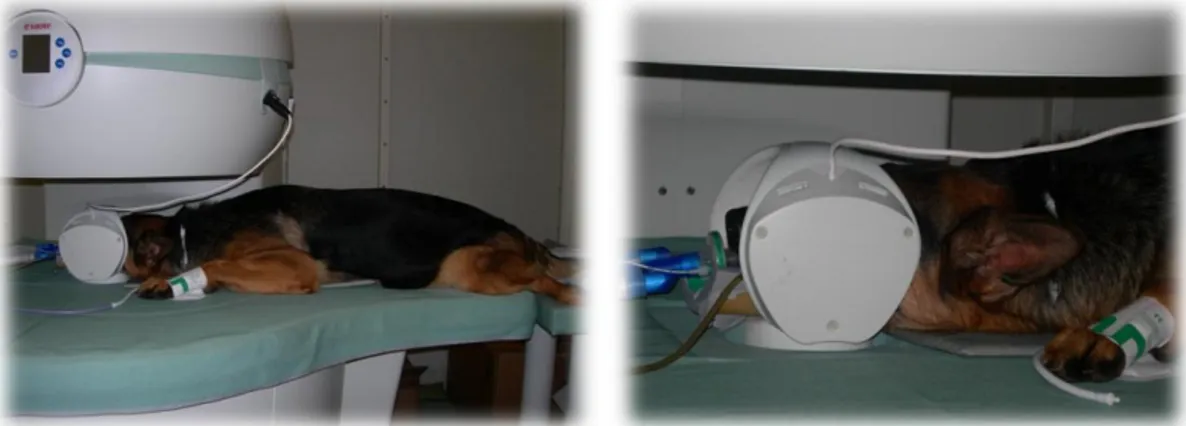 Figure 12 - Nasal MRI scan on a German Shepherd dog at the Veterinary MRI Unit (10/11/2009) 