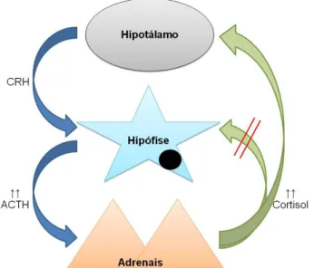 Figura  9  –  Esquema  representativo  da  fisiopatologia  do  hiperadrenocorticismo  canino  hipófise- hipófise-dependente