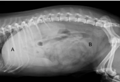 Figura  13  –  Radiografia  latero-lateral  direita  de  um  canídeo,  Yorkshire,  com  11  anos,  suspeito  de  HAC