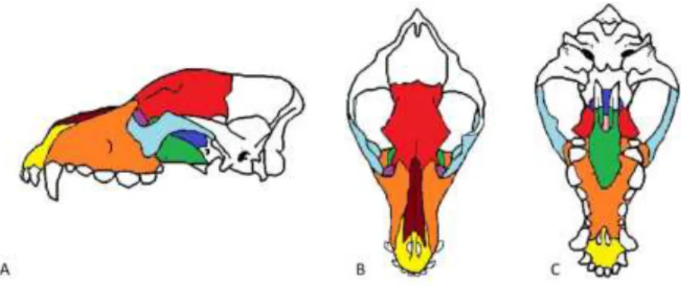 Figura 1 - Vistas lateral (A), dorsal (B) e ventral (C) do crânio do cão. 