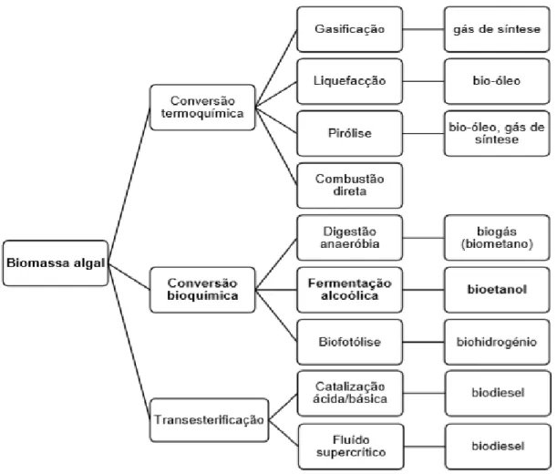 Figura 1.5: Diferentes biocombustíveis produzidos a partir das microalgas e respetivas tecnologias de conversão  (adaptado de L