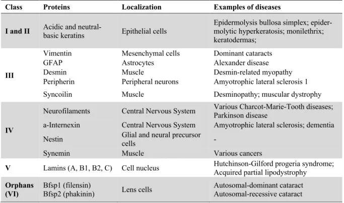 Table 1.1: Classification of Intermediate filaments and associated pathologies.   