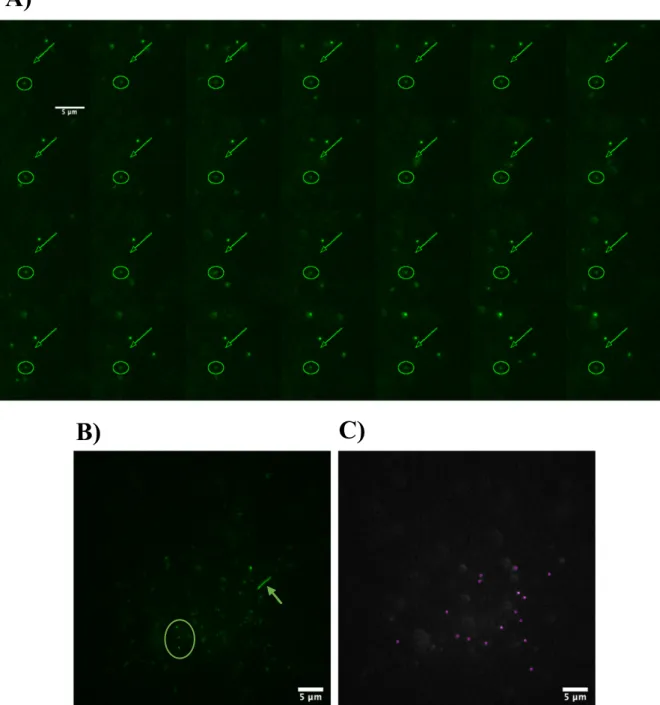 Figure 4.3: GFAP molecules display different diffusion behaviors. (A) Different types of diffusion motion of GFAP mole- mole-cules