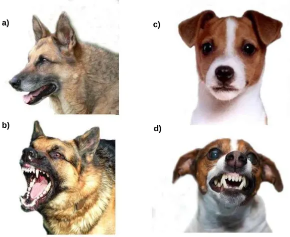 Figure 2.2.2 - Examples of pictures of the dog’ breeds presented: ‘neutral’ (a) and ‘aggressive’ 