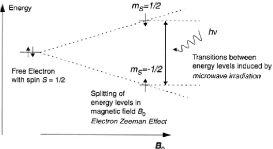 Figure 4.1 - Illustration of the Zeeman Effect in one free electron. The electron has spin ½ and under the  influence of an external  magnetic field B 0  it magnetic  moment can  be oriented either in parallel or  anti-parallel  to  the  magnetic  field  o