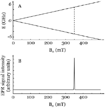 Figure 4.2 - A: Representation of the increase in the energy levels of an electron spin as  the magnetic field applied increases