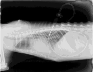 Figura  4  –  Imagem  radiográfica  em  plano  latero-lateral  de  um  gato  com  derrame  pleural  devido  a  ICC,  após  drenagem  por  toracocentese  e  colocação  de  tubo  de  drenagem  torácica  (Pleuracan®)