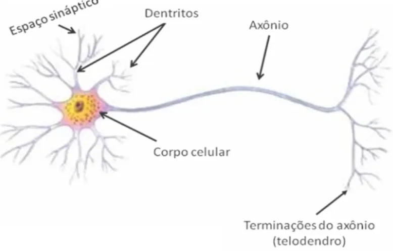 Figura 3-8 - Componentes do neurônio biológico                                Fonte: Adaptada de Braga et