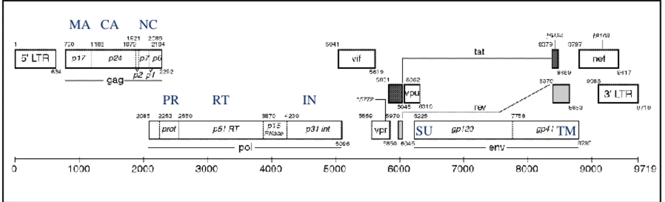 Figure 3- Genomic organization of HIV-1. MA- matrix proteins); CA- capsid; NC-nucleocapsid proteins; 
