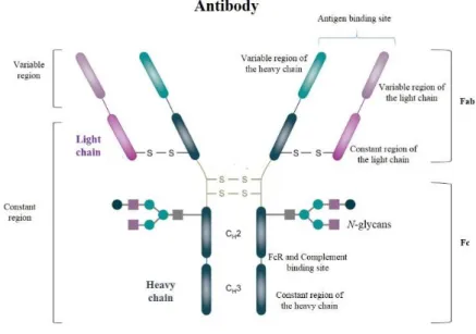 Figure 11- General structure of an immunoglobulin G1 (IgG1).The Fab portion comprise the antigen- antigen-binding region and include the light chain and part of the heavy chain