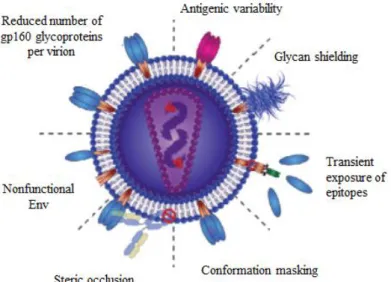 Figure 12- Envelope features defense mechanism against antibody recognition (adapted from [298])