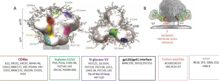 Figure  13-  Representation  of  bNAbs  epitopes  on  HIV-1  trimer.  A-Env  structure  obtained  by  electron  microscopy, structure EMD-5782; CD4 binding site epitope (red), N-glycans V1/V2 loops (green), N-glycans V3  loops (blue), gp120/gp41 interface 