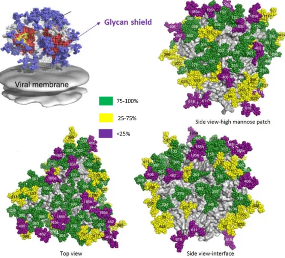 Figure 14- Site-specific glycosylation of the BG505 SOSIP.664 trimer. Trimer is shown as a grey surface  and the glycans are shown as colored spheres according  to the proportion  (%)  of oligomannose content  (represented by green, yellow and blue colors)