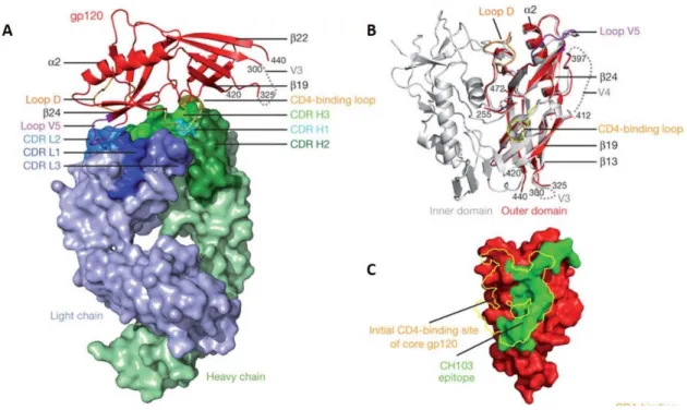 Figure 15- Structure of antibody CH103 in complex with the outer domain of gp120 demonstrating  the  non-mimetic  mode  of  recognition  of  the  CD4bs