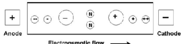 Figure 3: Effect of the electroosmotic flow and electrophoretic mobility on analytes  migration