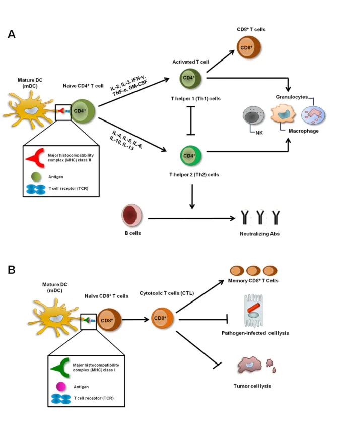 Figure  1.2. Antigen presentation by dendritic cells to T cells. A. Activated DCs presenting  extracellular antigens on MHC class II complexes to CD4 +  T cells induce the differentiation of CD4 + T cells into T helper (Th) 1 or Th2 CD4 +  T cells, dependi