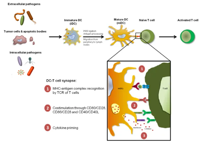 Figure  1.3.  DC  role in T cell activation and DC-T cell synapse. DCs play a major role in  immunosurveillance and immune response initiation, placing a bridge between the innate and the  adaptive branches of the immune system