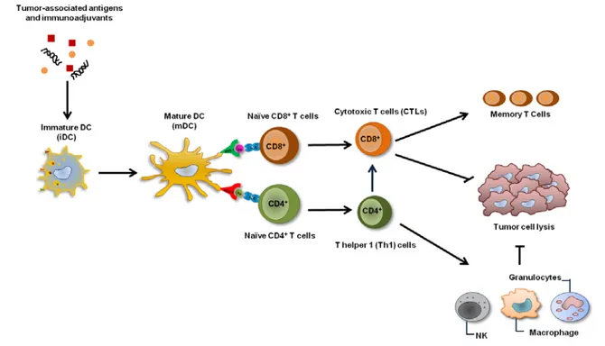 Figure  1.4. Desired immune response elicited by a therapeutic cancer vaccine.  Cancer vaccines must  target antigens and immunoadjuvants to iDCs either in the skin or in the lymph nodes