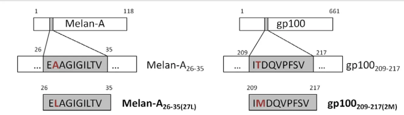 Figure  1.5.  Melanoma altered peptide ligands Melan-A:26-35(27L) and gp100:209-217(2M)