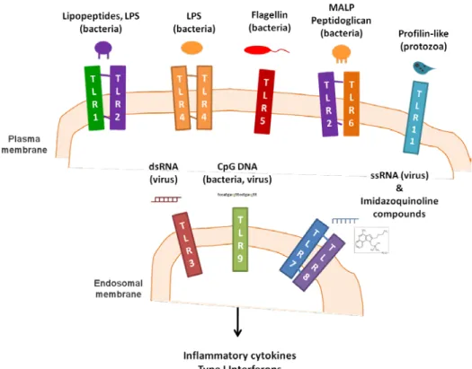 Figure  1.6.  TLR  cellular location and respective ligands.  Mammalian TLRs are classified into several  groups based on the type of PAMP they recognize