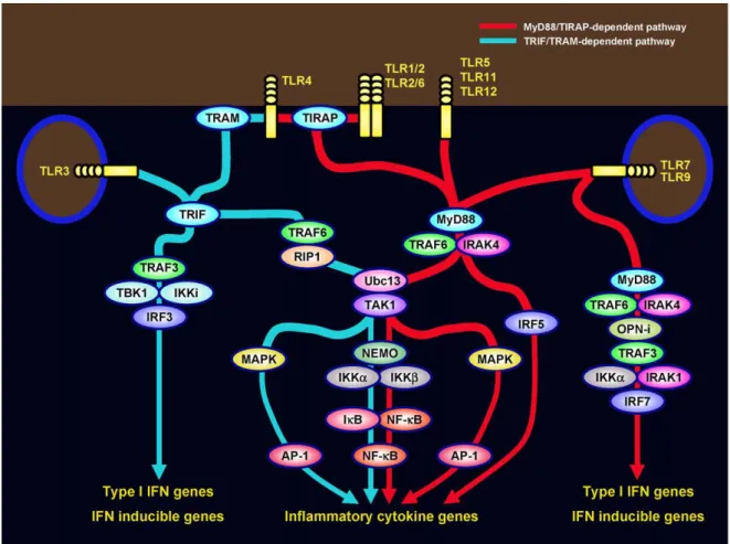 Figure 1.7. TLR signaling. Following stimulation, all TLRs except TLR3 recruit MyD88, IRAKs and  TRAF6 to activate the Ubc13/TAK1 pathway, allowing NF-ĸB to translocate to the nucleus