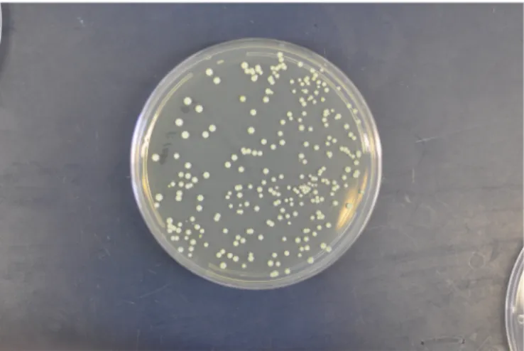 Fig. 1.1. C. albicans colonies on potato dextrose agar medium [4]