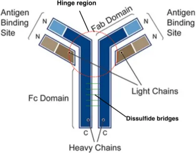 Fig. 2.1. Antibody structure (adapted from [26])