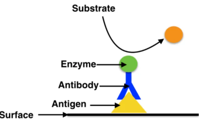 Fig. 2.2. Schematics of Direct ELISA