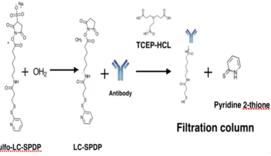 Fig. 2.8. Schematics of Protocol 1. Sulfo-LC-SPDP when dissolved in water forms the molecule LC-SPDP  which   will   attach   to   the   antibodies