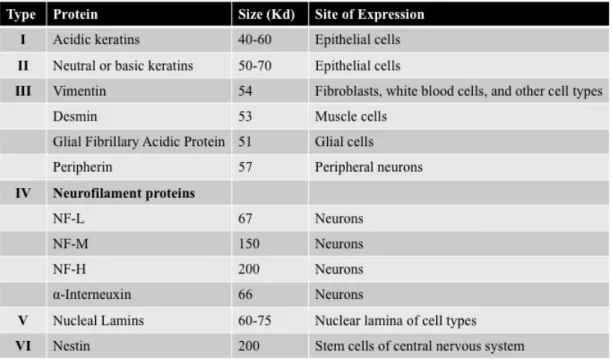 Figure 1 - Classification of intermediate filaments  