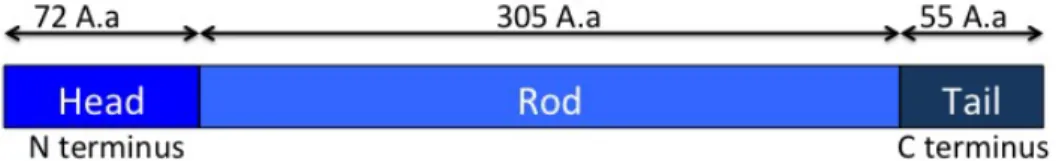 Figure 2 - Schematic representation of GFAP - GFAP have 432 Amino acids (A.a)  and  is  divided  in  three  domains,  the  Head  (1-72  Aa),  the  Rod  (73-377  Aa)  and  the  Tail (378-432 Aa).