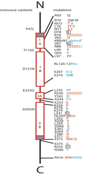 Figure  5  -  Diagram  of  GFAP  mutations  in  relation  to  protein  domains  and  clinical classification – This diagram is reproduced with the permission of Dr