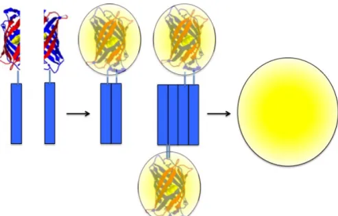Figure  6  -  Bimolecular  fluorescence  complementation  (BiFC)  assays  for  the  visualization of protein-protein interactions in living cells - The proteins of interest  are fused to two non-fluorescent halves of a reporter protein