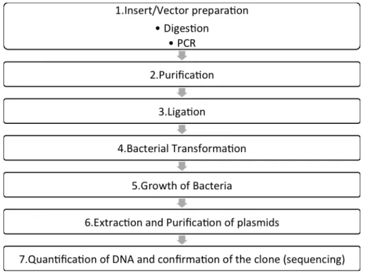 Figure 7 - Workflow to generate a BiFC construct. 