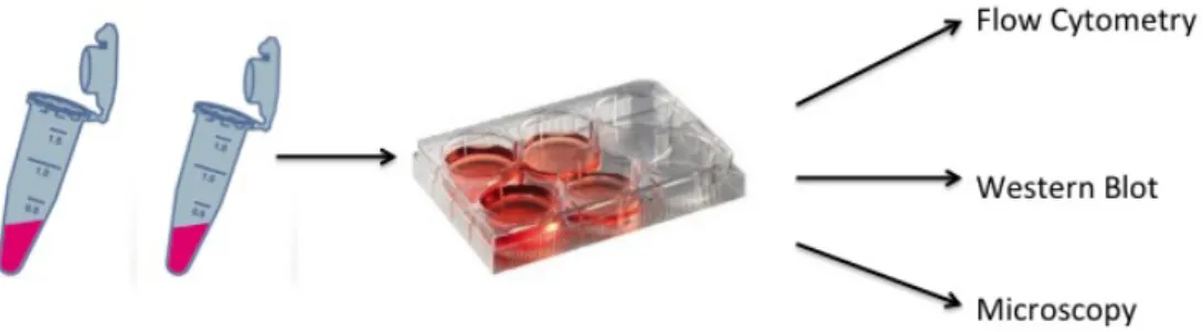 Figure  8  -  Schematic  representation  of  transfection  –  Transfection  mixture  was  done in microcentrifuge tubes, and the mixture was added to cells, which were seeded  in different types of plates depending on the type of analyses
