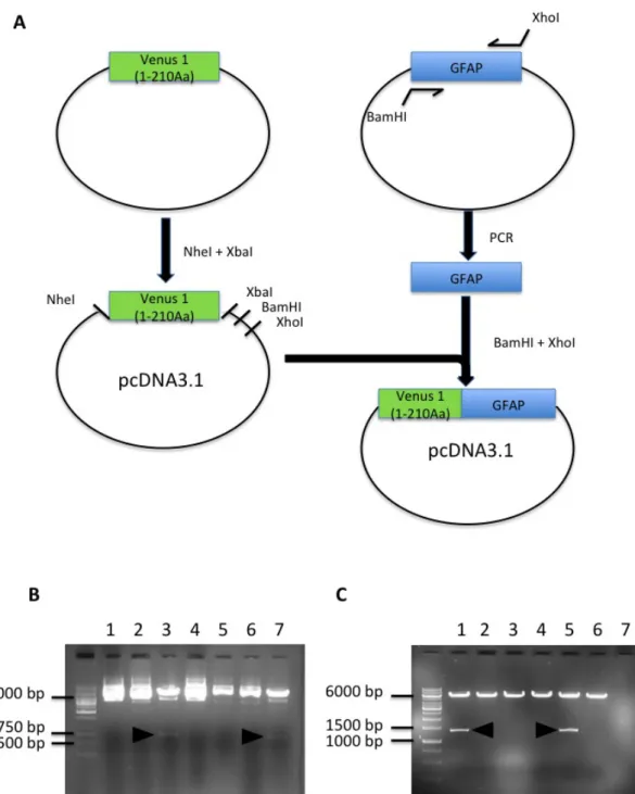 Figure 9 . Schematic diagram showing the different steps to obtain the Venus 1- 1-GFAP plasmid in pcDNA3.1
