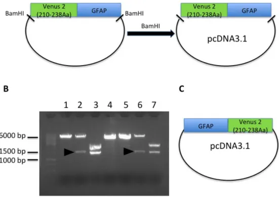 Figure  10  -  Schematic  diagram  showing  the  two  different  plasmids  carrying  S- S-Venus 2 – GFAP fusion genes in pcDNA3.1