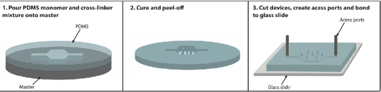 Figure 3: Diagram of the SL PDMS casting steps. Adapted from [61] 