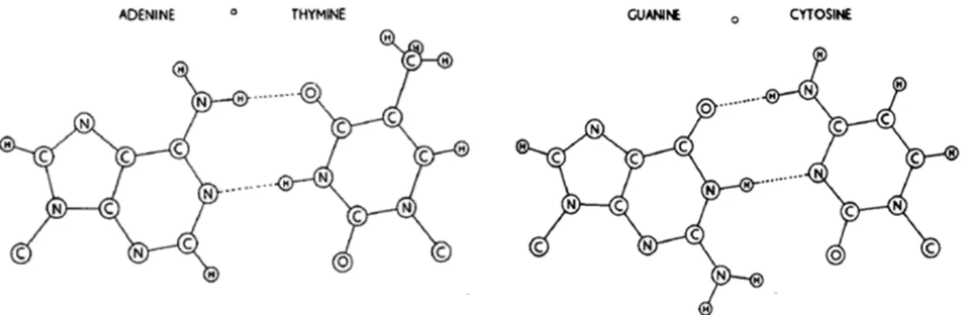 Figure 2.1: Pairing of nucleotide bases. Hydrogen bonds are shown dotted. Adapted from the work by Watson and Crick (1953b).