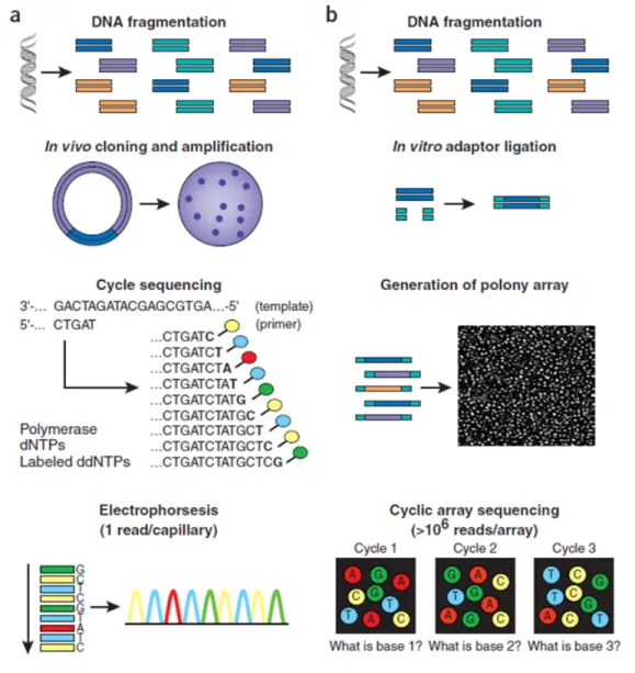 Figure 2.2: Work flow of Sanger sequencing method (a) versus second-generation sequencing (b)