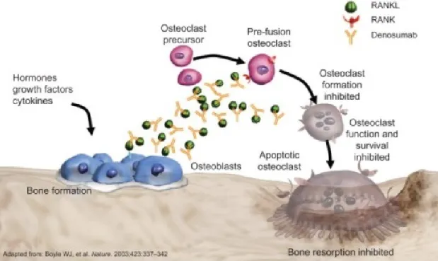 Figura  3  -  Mecanismo de ação do DMAb. Denosumab se ligando ao RANKL, citocina produzida e  liberada pelos osteoblastos, impedindo a ligação RANK-RANKL e consequentemente impossibilitando  a formação, função e sobrevivência dos osteoclastos