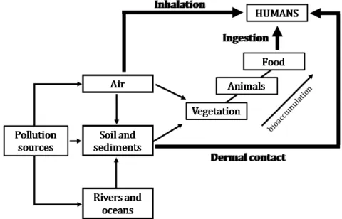 Figure 4. Human exposure pathways to POPs. 