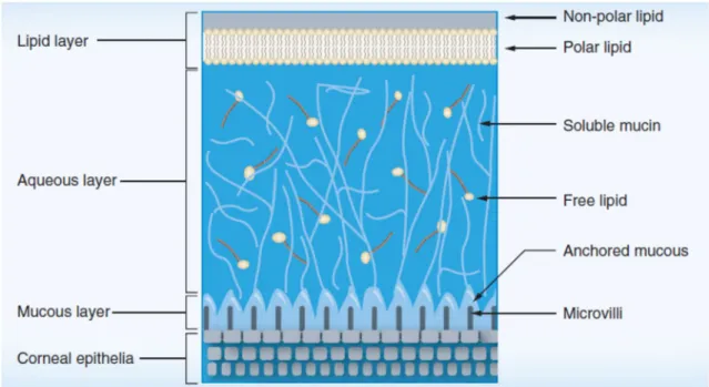 Figure 1.2 - Tear film composition (Reference: Morrison and Khutoryanskiy, 2014) 