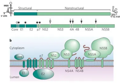 Figure 1.1. HCV genome organization and polyprotein processing. A. The structure of the viral genome, including the open  reading frame encoding structural and nonstructural genes, and 5’ and 3’ UTRs