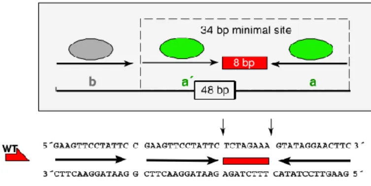 Figure 1.6. Architecture of a wild-type (WT) 48 bp FRT site and its 34 bp minimal variant