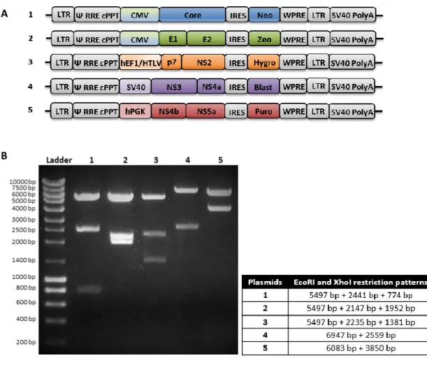 Figure 4.1. HCV lentiviral vectors. A. Schematic presentation of the HCV lentiviral vectors constructed