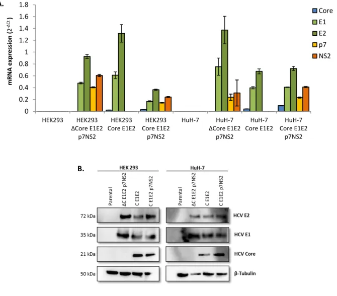 Figure 4.2. Expression of HCV genes and proteins in lentivirus transduced cell lines. Cell lines used for both analyses were  HEK293 and HuH-7 as negative control (without HCV genes); HEK293 and HuH-7  ΔC E1E2 p7NS2 as Core negative control  (without Core)