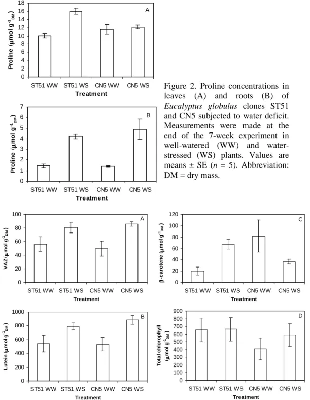 Figure  2.  Proline  concentrations  in  leaves  (A)  and  roots  (B)  of  Eucalyptus  globulus  clones  ST51  and CN5 subjected to water deficit