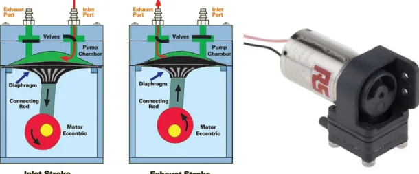 Figure 13 - Internal mechanisms of a diaphragm 