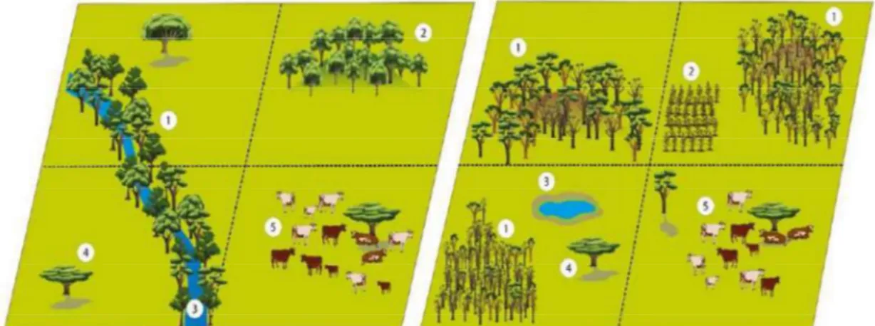 Figure  3a  (left).  The  typical  agroforestry  system  in  Pabelo.  1:  Riparian  forest